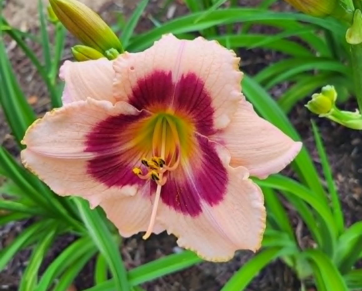 Wineberry Candy Daylily Re Blooming Two Large Mature Blooming Size Fans