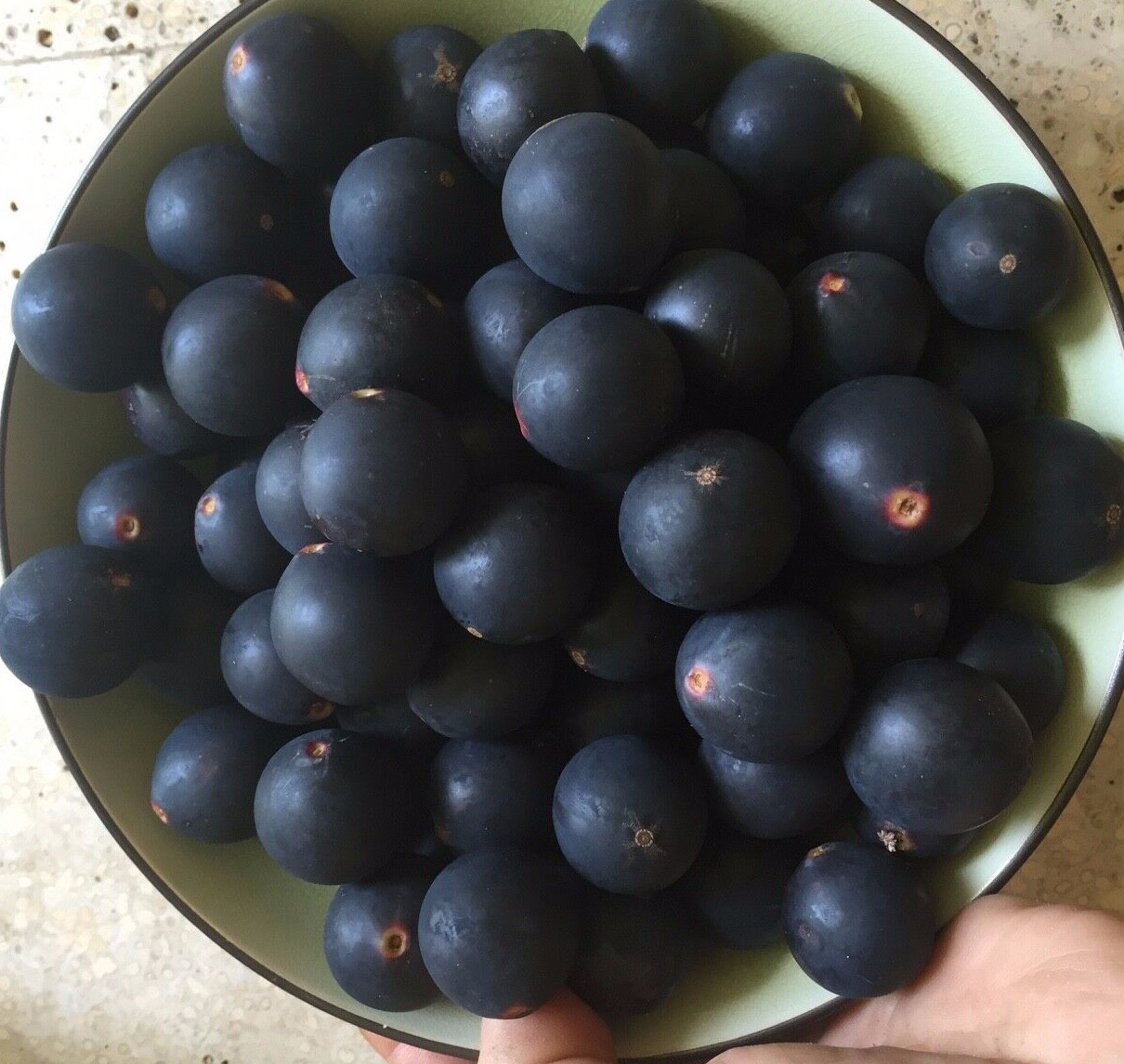 Jaboticaba Myrciaria Vexator Blue Grape Fruit Beautiful Bark Tree Seedling Plant