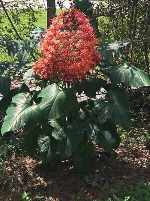 Orange Pagoda-Clerodendrum paniculatum-AKA Orange Pyramid Tower–STARTER PLANT