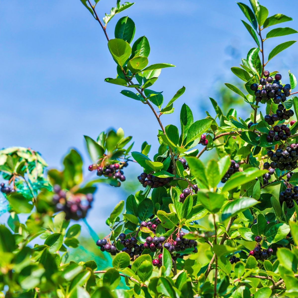 5 Black Chokeberry Aronia melanocarpa 12-24″ Bare Root