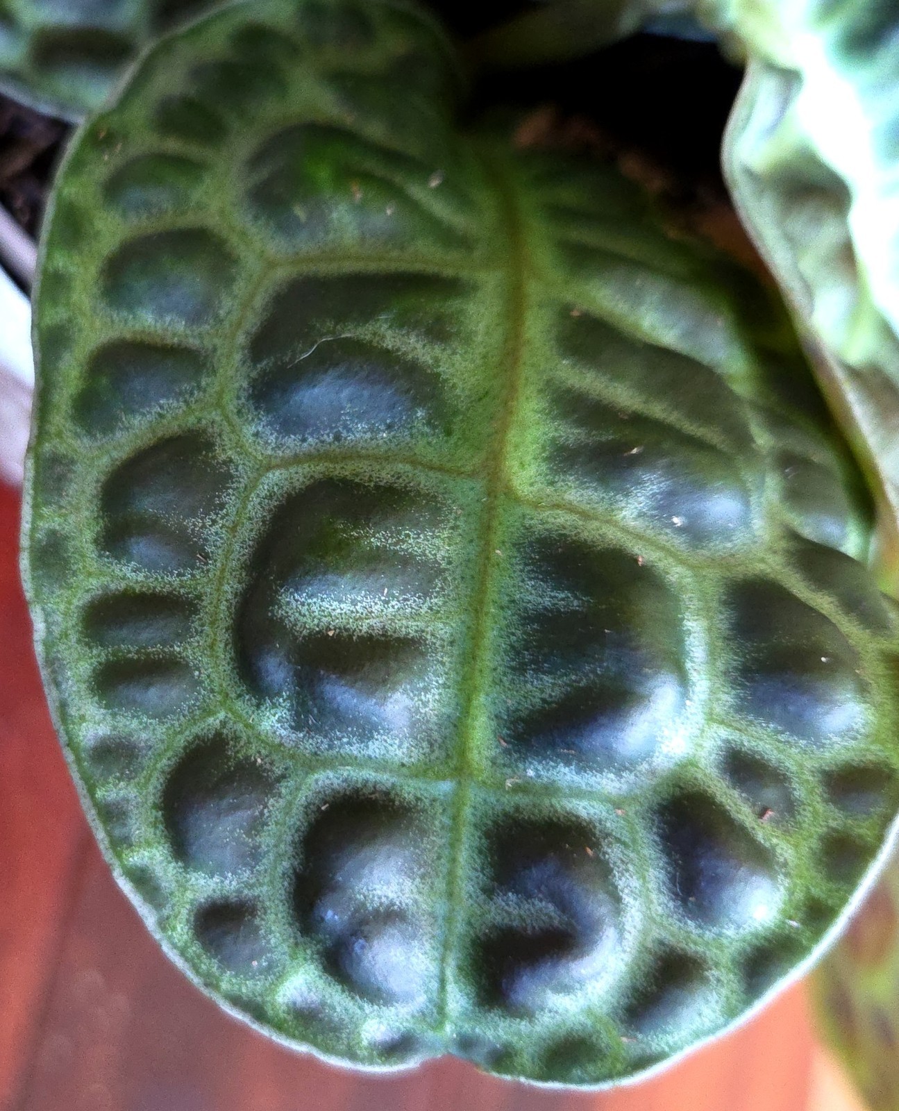 Rare Labisia Kura Kura 14″ Tall 2 Plants Aroid Not Philodendron Monstera