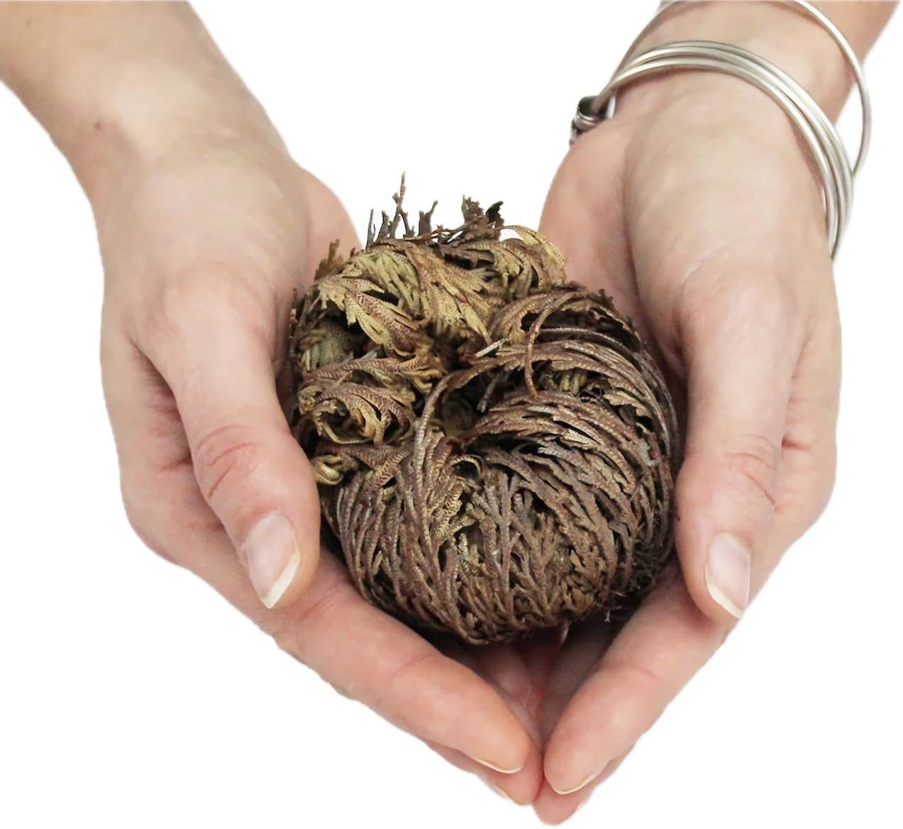 5 Pack Big 3.5″ Rose of Jericho Resurrection Plants, Flor De Jerico Original Dri