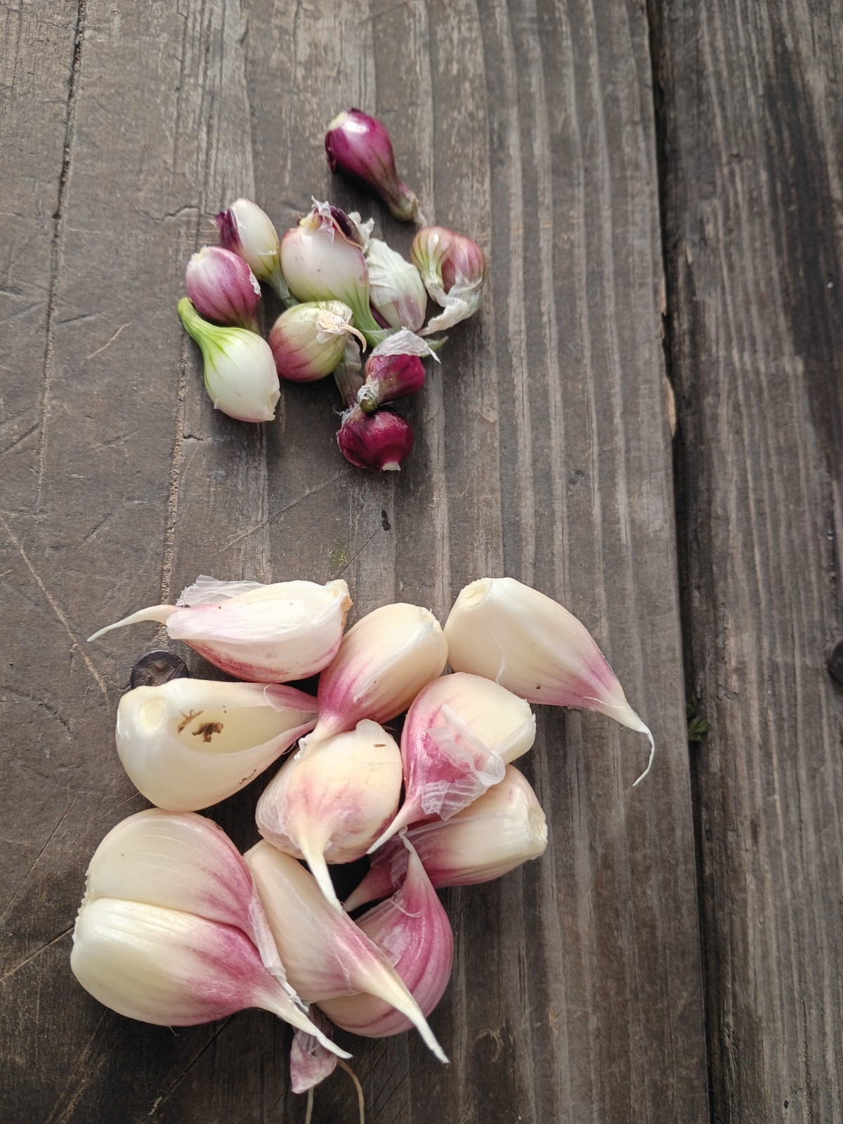 Organic CATAWISSA Egyptian Walking Onion Top Sets & German Red Garlic Cloves Lot