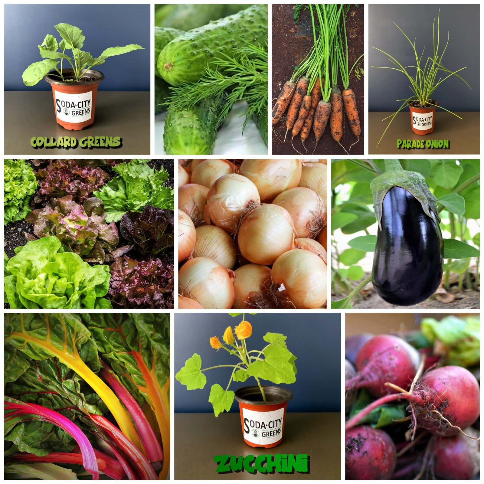 Green Onion Seeds AAS Winner