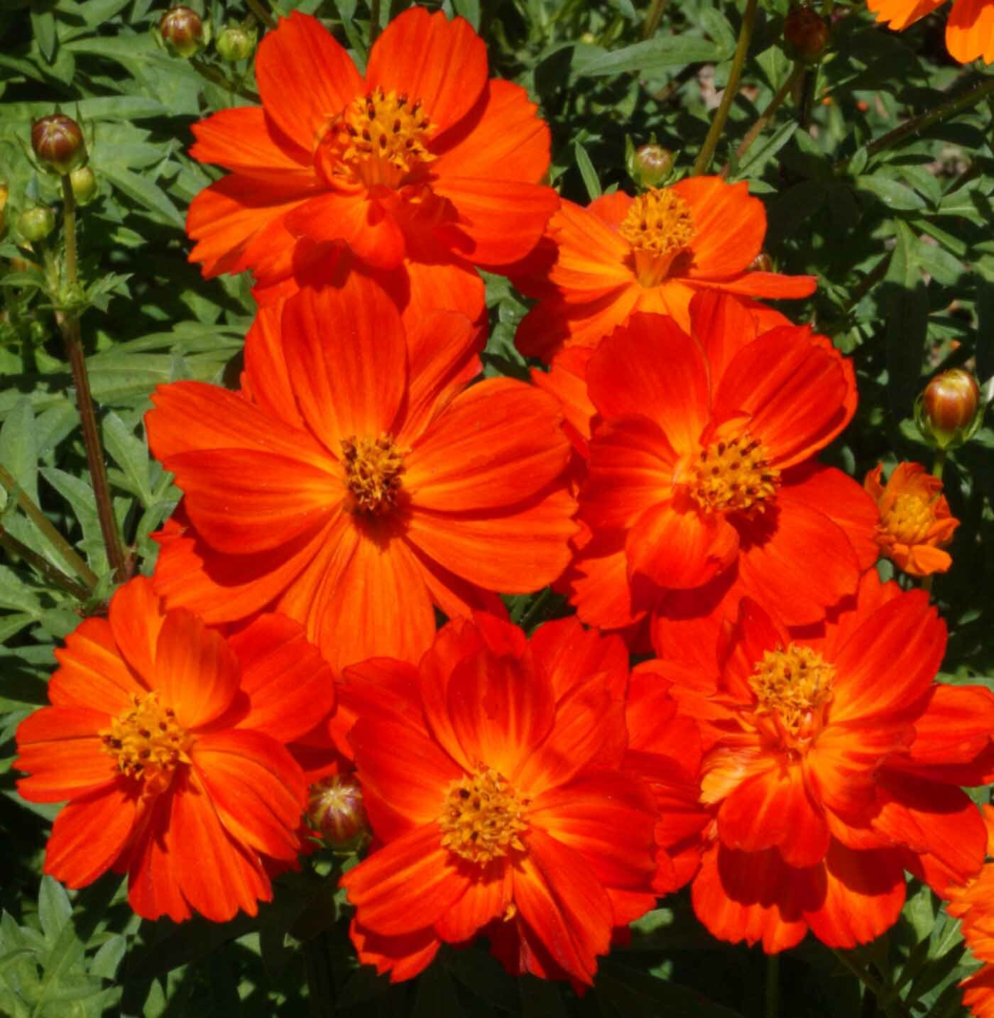 Cosmos DWARF RED 9-12” Tall Blooms all Season Butterflies Bees Non-GMO 100 Seeds