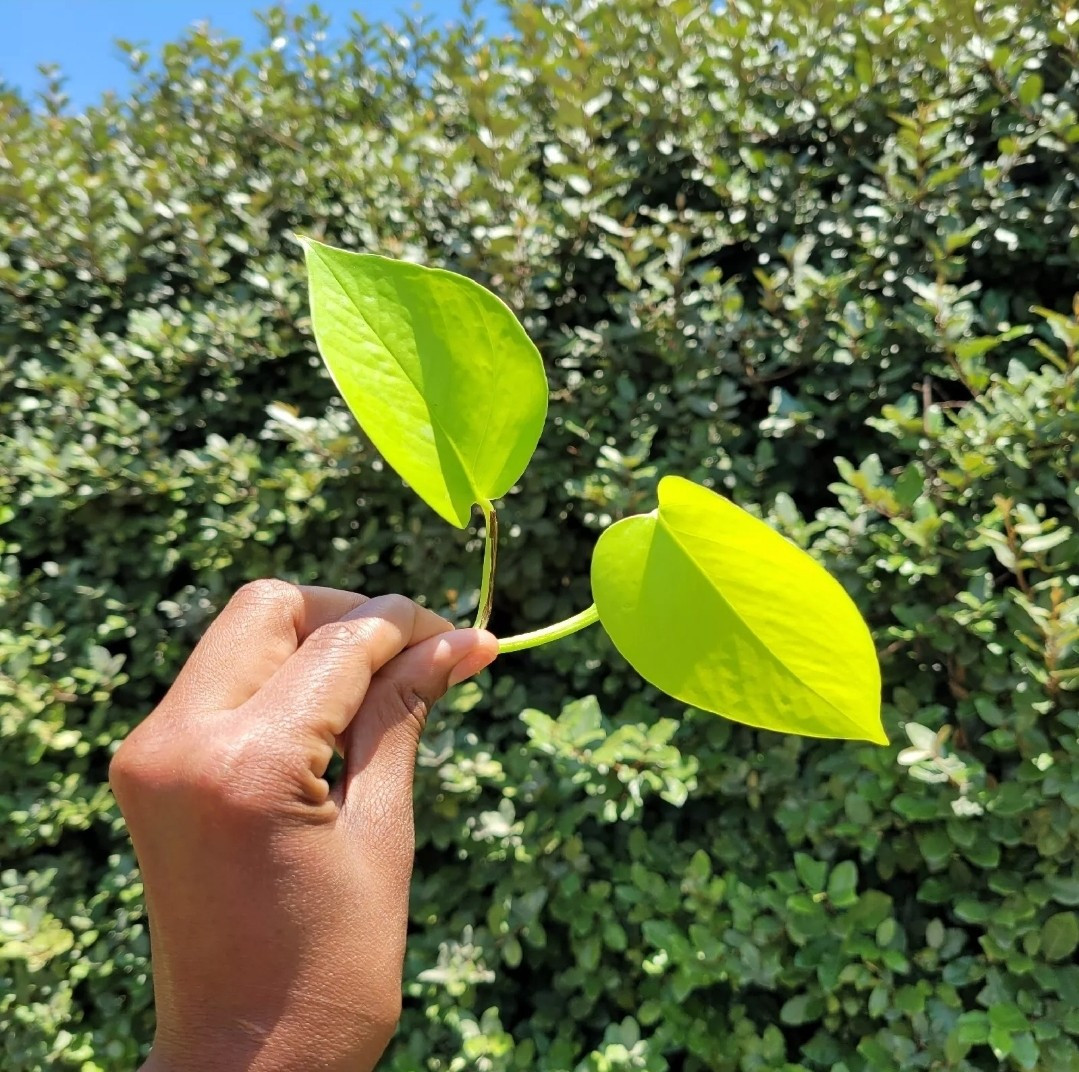 Pothos Ivy Variety Pack (3) | Golden Pothos, Neon Pothos & Pothos N’joy |