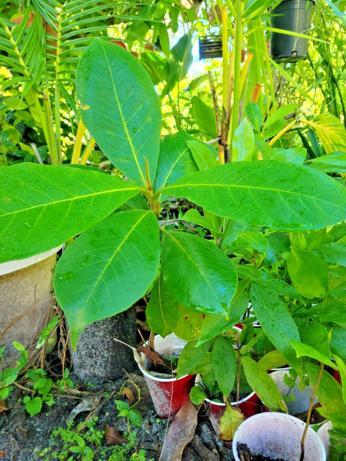 Tropical Almond Plants Terminalia catappa Live Plant 7 – 12 inch tall