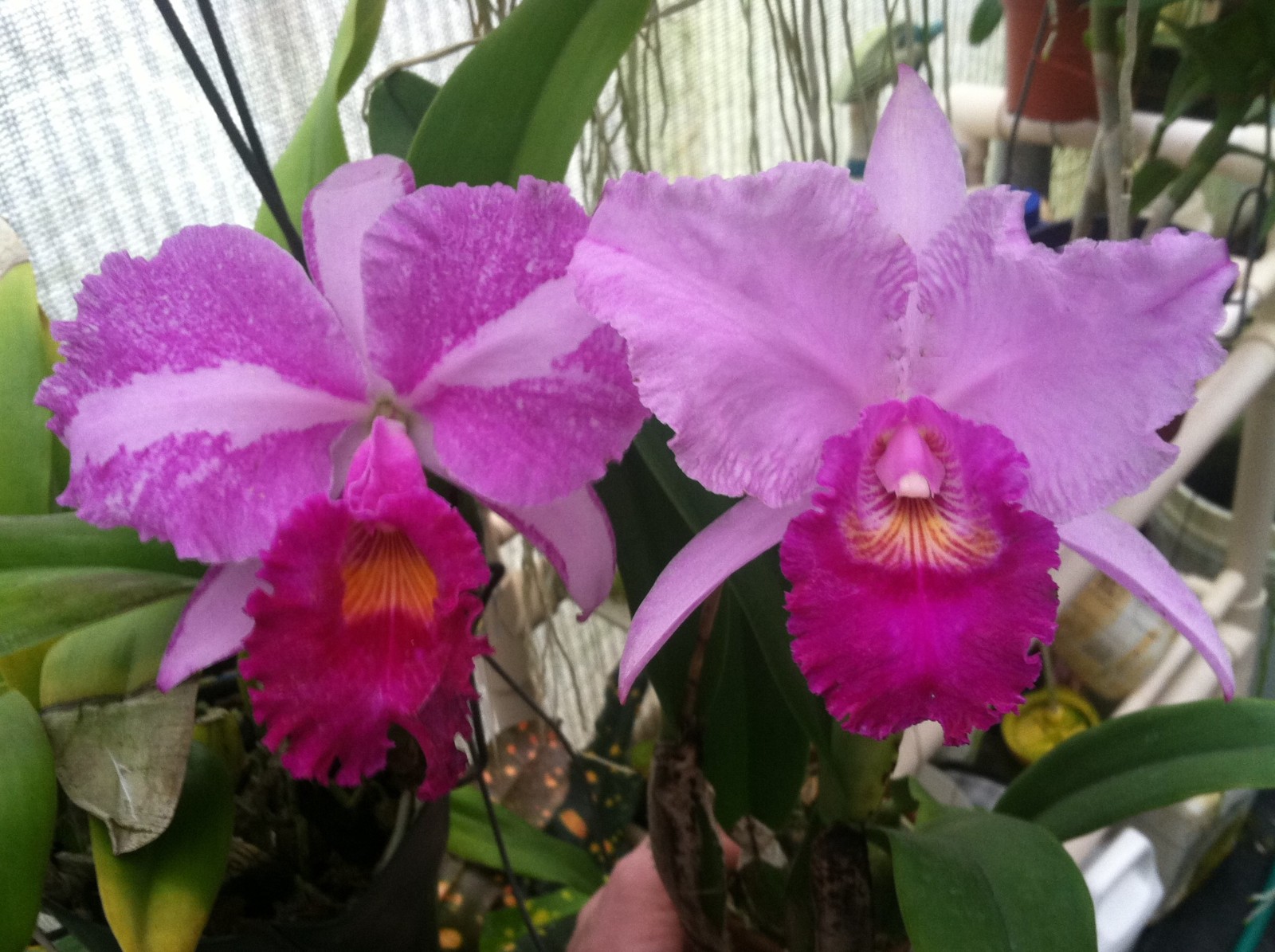 C. trianaei `Jungle Feather’ JC/AOS (A) Original Division Cattleya Orchid Plant