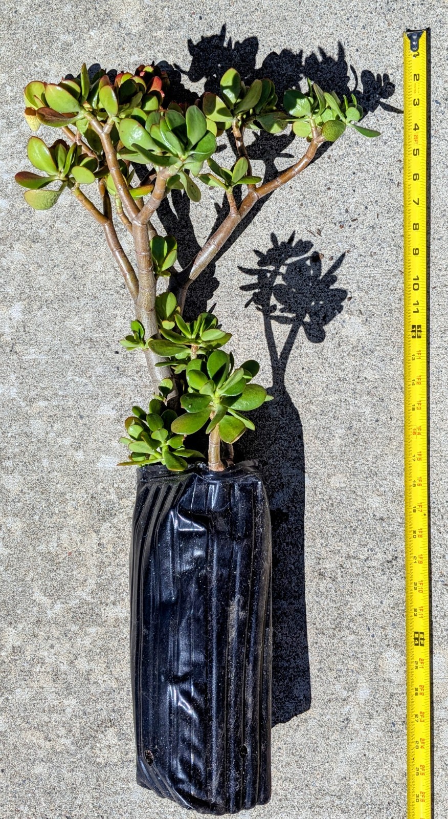 U Pick Any One Crassula Ovata 28″H~30″H Jade Plant Tree Stumps In 12″H Tree Pots
