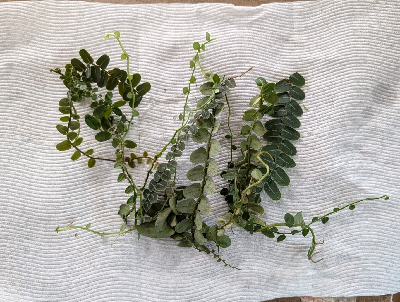 Marcgravia 10 Cuttings ~ Terrarium ~ Vivarium/ Dart Frog ~ 5+ inches long
