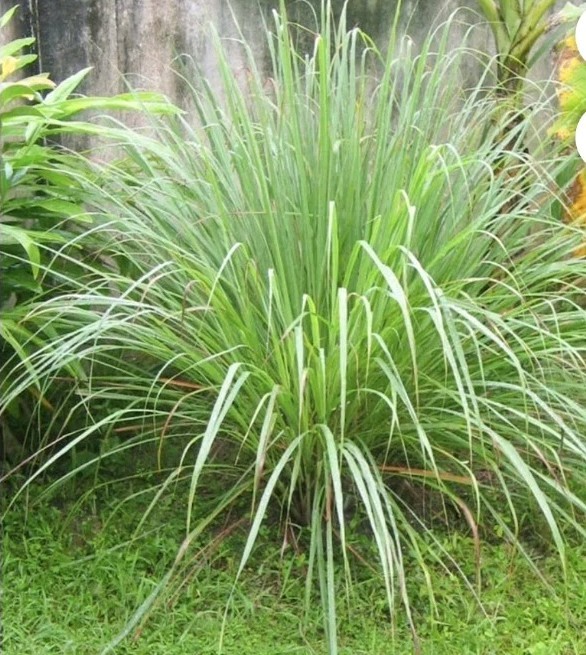 Lemon Grass Plant: Can Be Used In Tea, Cooked In Soup, Used In Asian Foods.