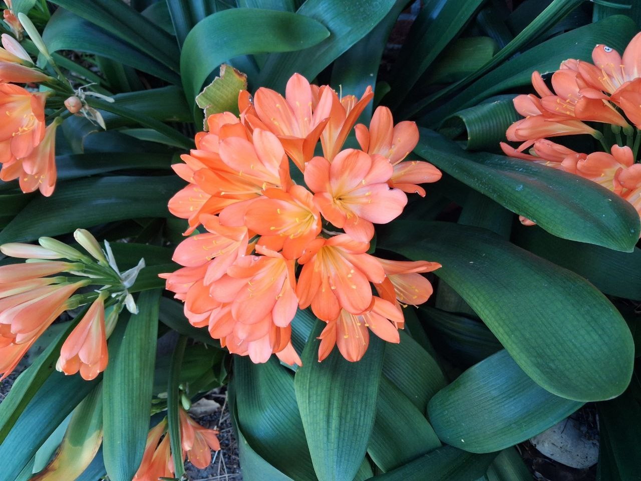 Clivia orange – Bush Lily – Clivia Miniata – Seasonal Flowers, Evergreen Plant