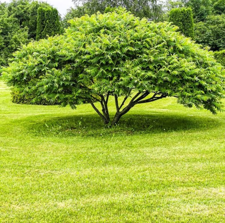 2 Live American Hornbeam Plant – 12” Tall – 4” Pot – Native Shade Tree