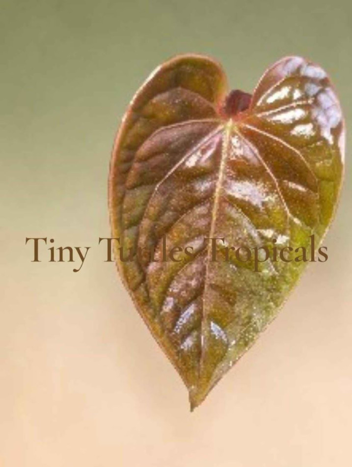 Anthurium Circus Peanuts two-leaf clone