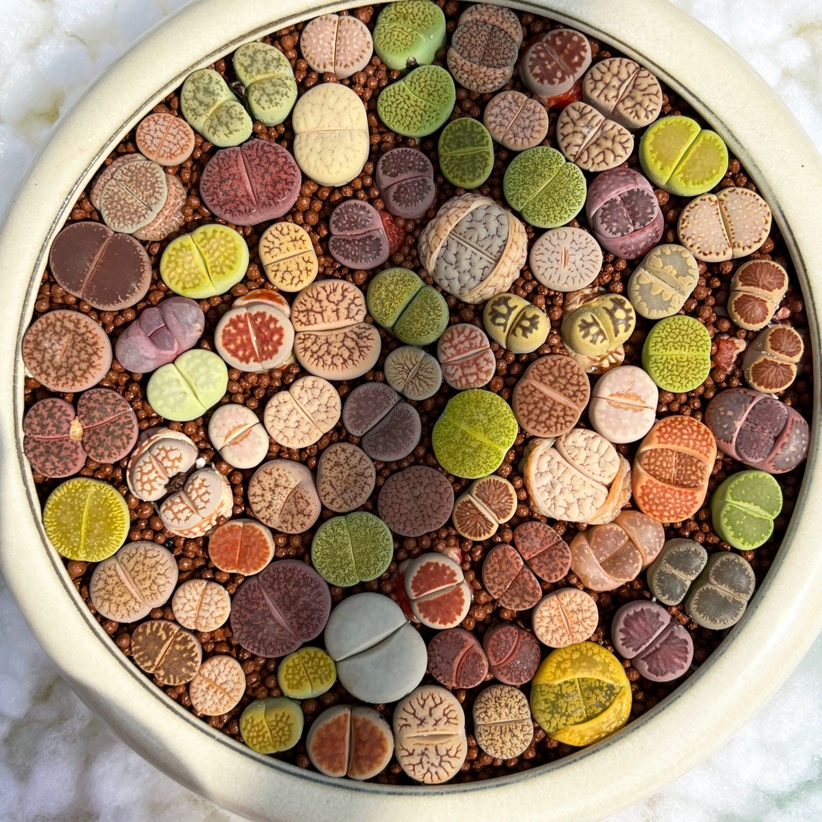 10 Assorted 0.5″ Lithops (Living Stones) — 2-Year-Old Healthy Succulent Mix
