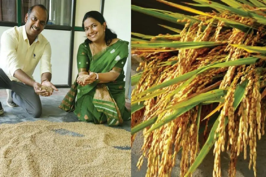 Oryza sativa Boka | Magic Rice of Assam | 20_Seeds