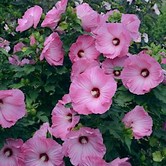 20 Pink Swamp Mallow Rose Seeds “LARGE FLOWER” Hardy Hibiscus Fast Garden Plant