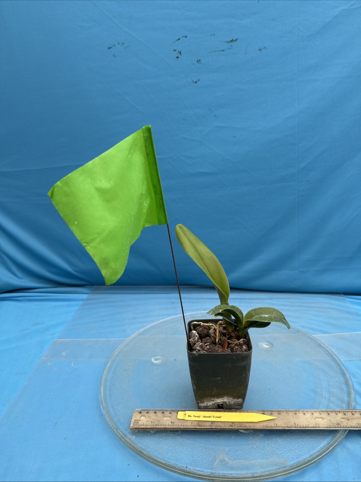 Cattleya Rlc Yasuji Takasaki Orange Red ‘Hawaii’ Fragrant Orchid Hybrid 4” Pot
