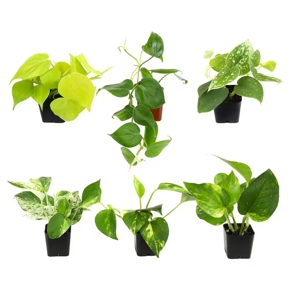 2 In. Plentiful Pothos and Philodendron Indoor Houseplants Pack (Includes 6 Easy