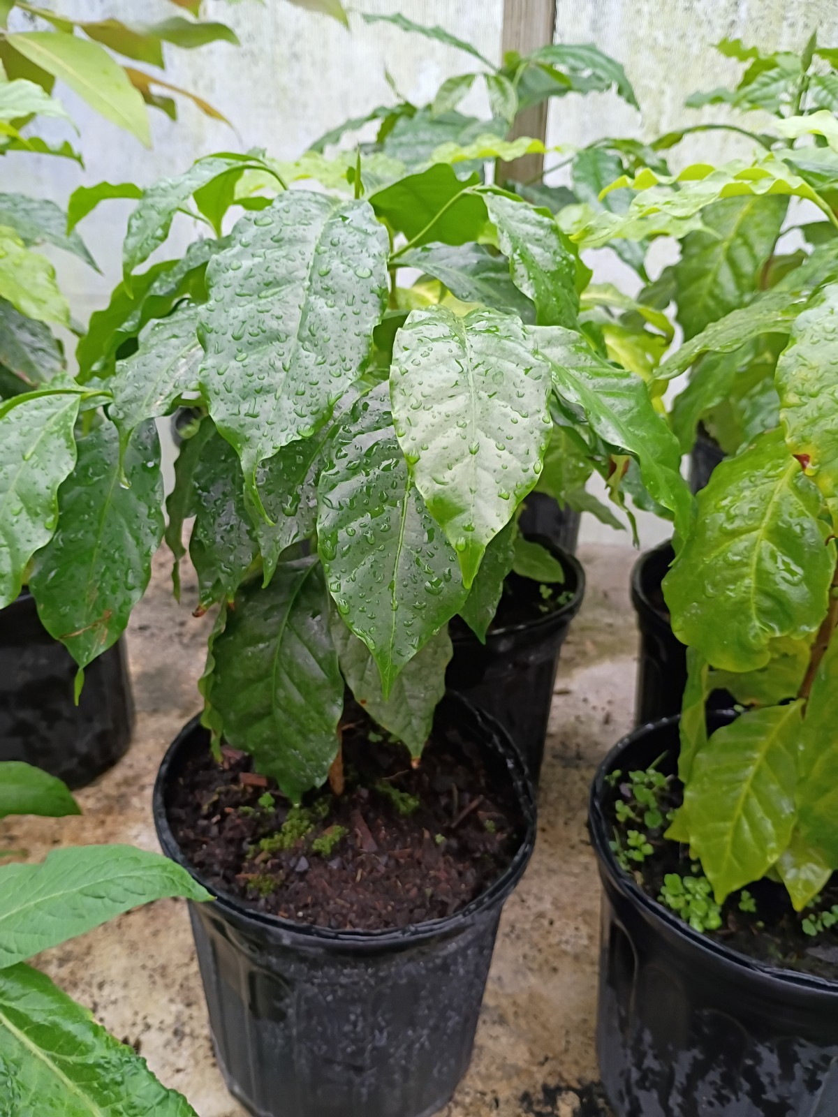 Coffee Tree in 1 Gallon Pot. Ready to produce