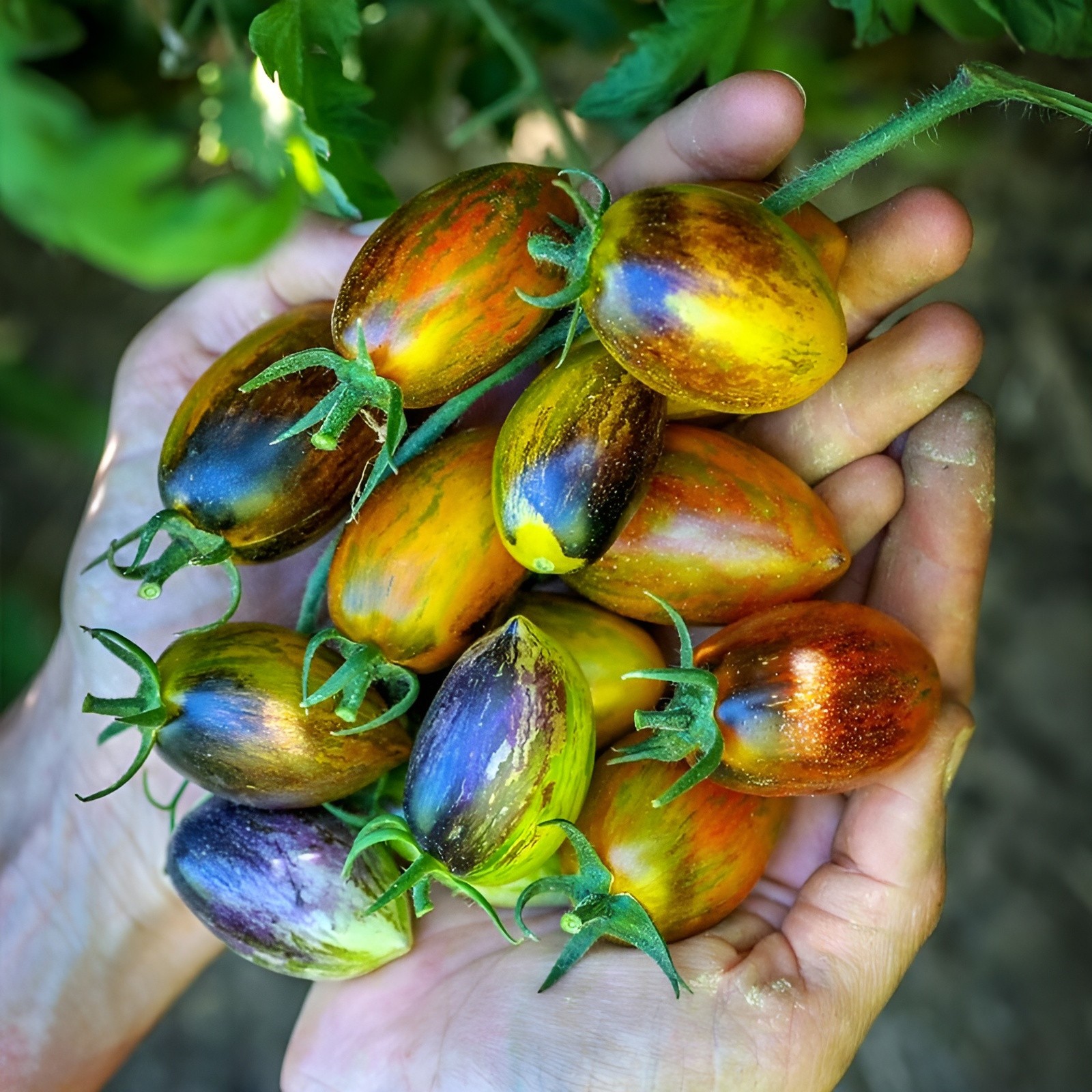 Ultimate Cherry Tomato Seed Combo Pack 500 Seeds 10 Varieties – 50 Each Variety