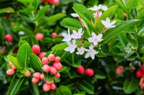 Carissa carandas | Bengal Currant | Christs Thorn | Carandas Plum | | 10_Seeds
