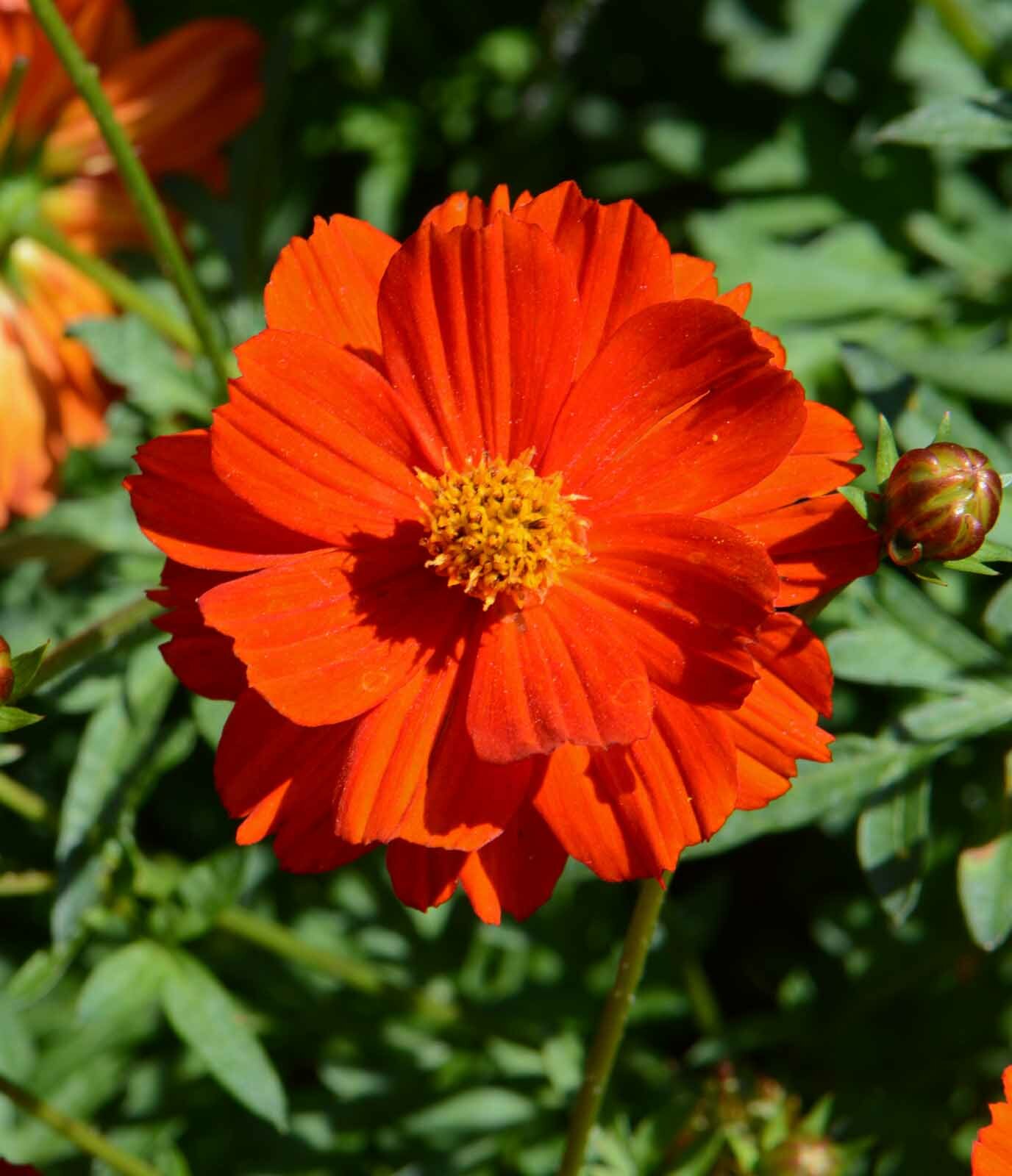 Cosmos DWARF RED 9-12” Tall Blooms all Season Butterflies Bees Non-GMO 100 Seeds