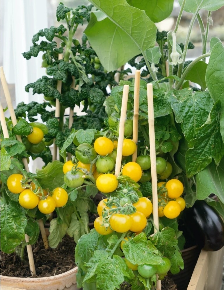 Patio Choice Yellow Micro Dwarf Tomato Seeds 10 Organic Seeds