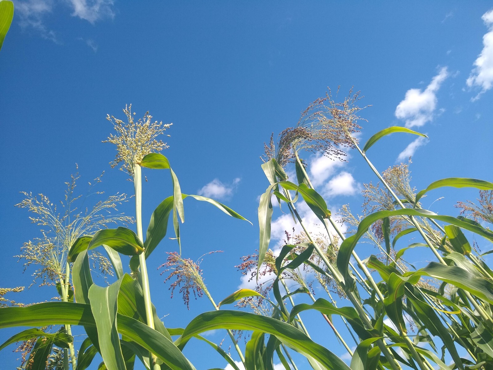 Broom Corn Seed ~ (Sorghum bicolor) ~ Heirloom ~ Multicolor ~