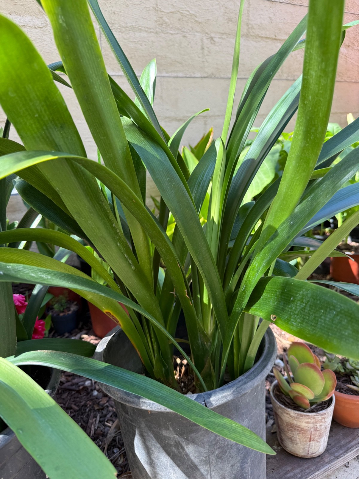 7 Adult Yellow Clivia Miniata Bush Lily Plants – Ready To Plant.