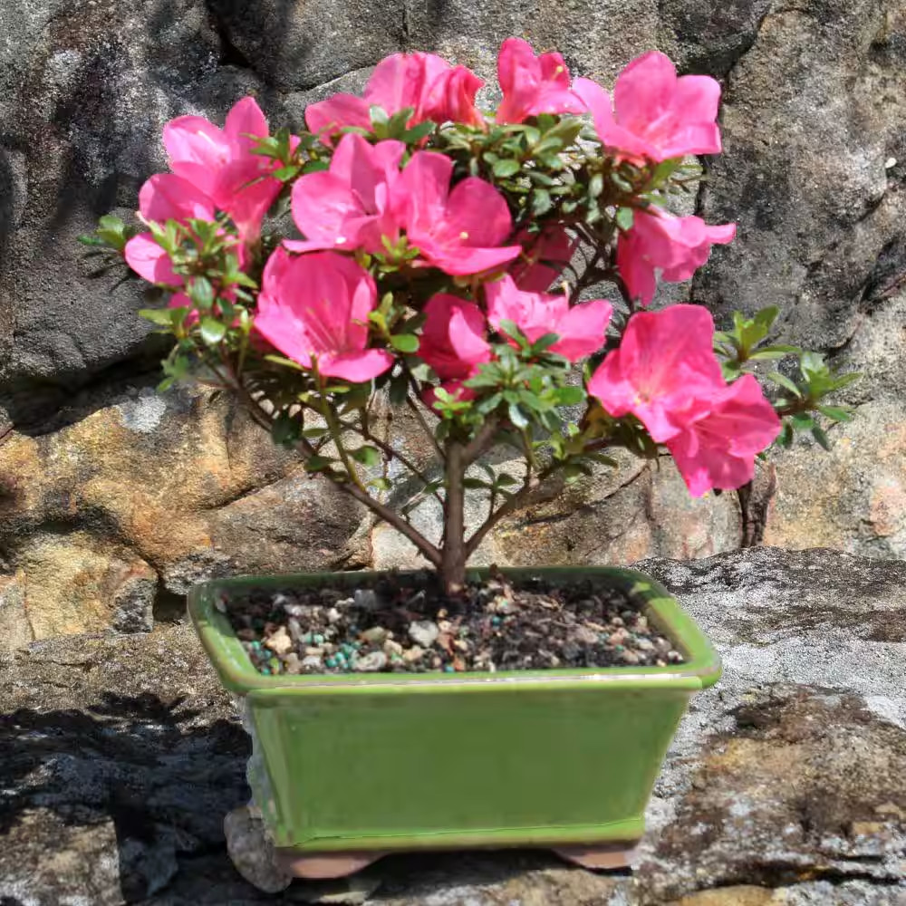 Satsuki Azalea Bonsai Tree Outdoor Plant in Ceramic Bonsai Pot Container, 5-Year
