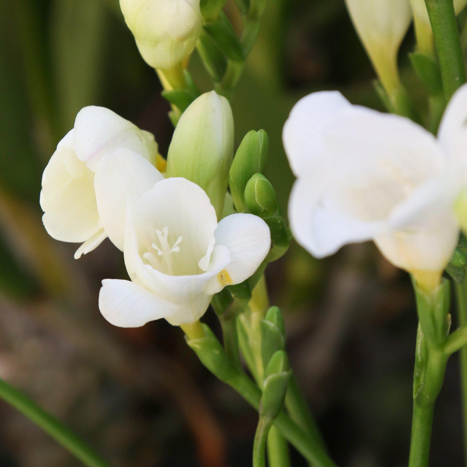 Freesia Single White 15 Plant Bulbs, Spring Flowers Bloom in Sun