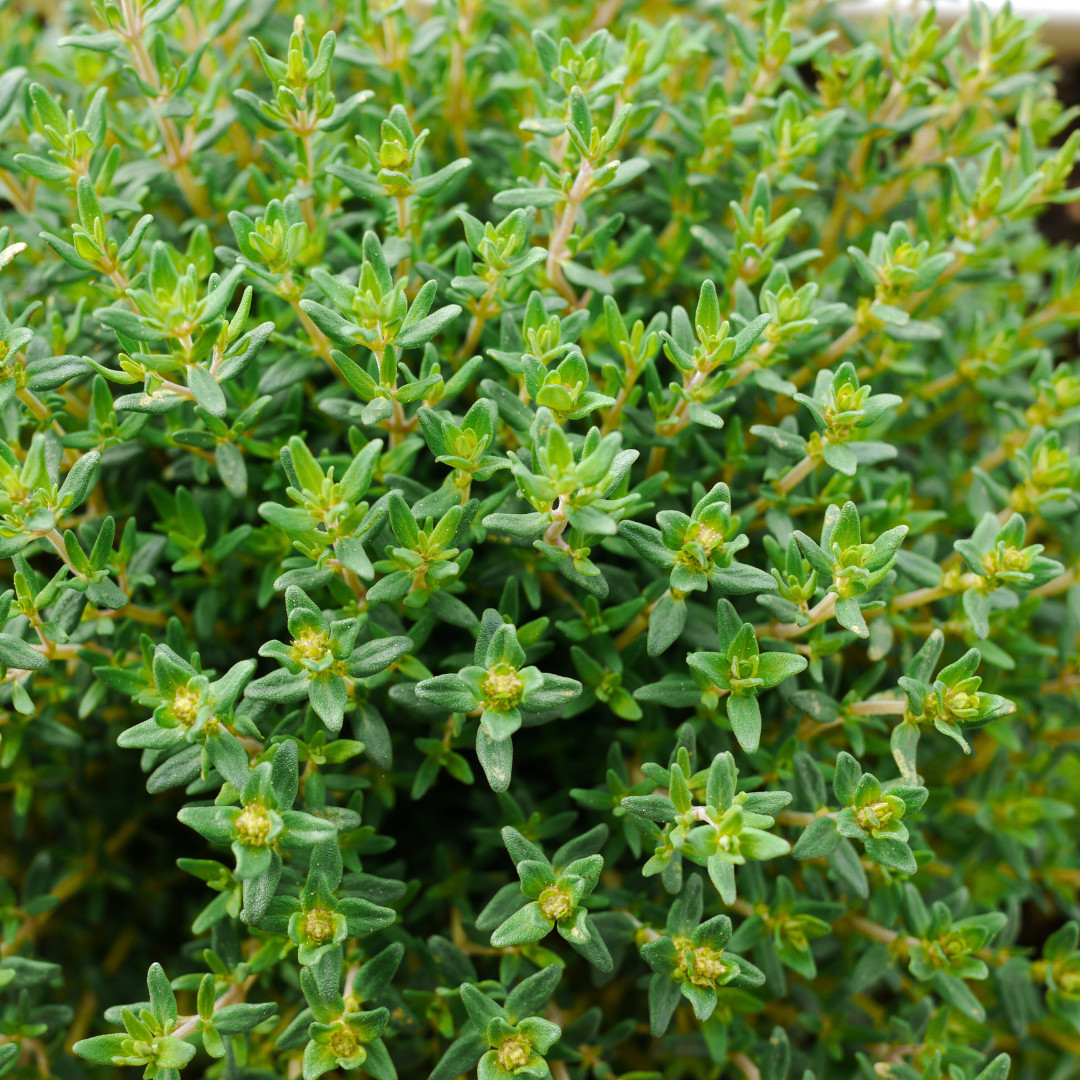 Fresh Premium Thyme Seeds | Herb | Culinary | Heirloom Non-GMO | Herb Seeds