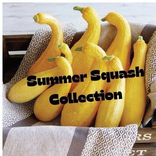 Summer Squash Collection 10 Seeds Each