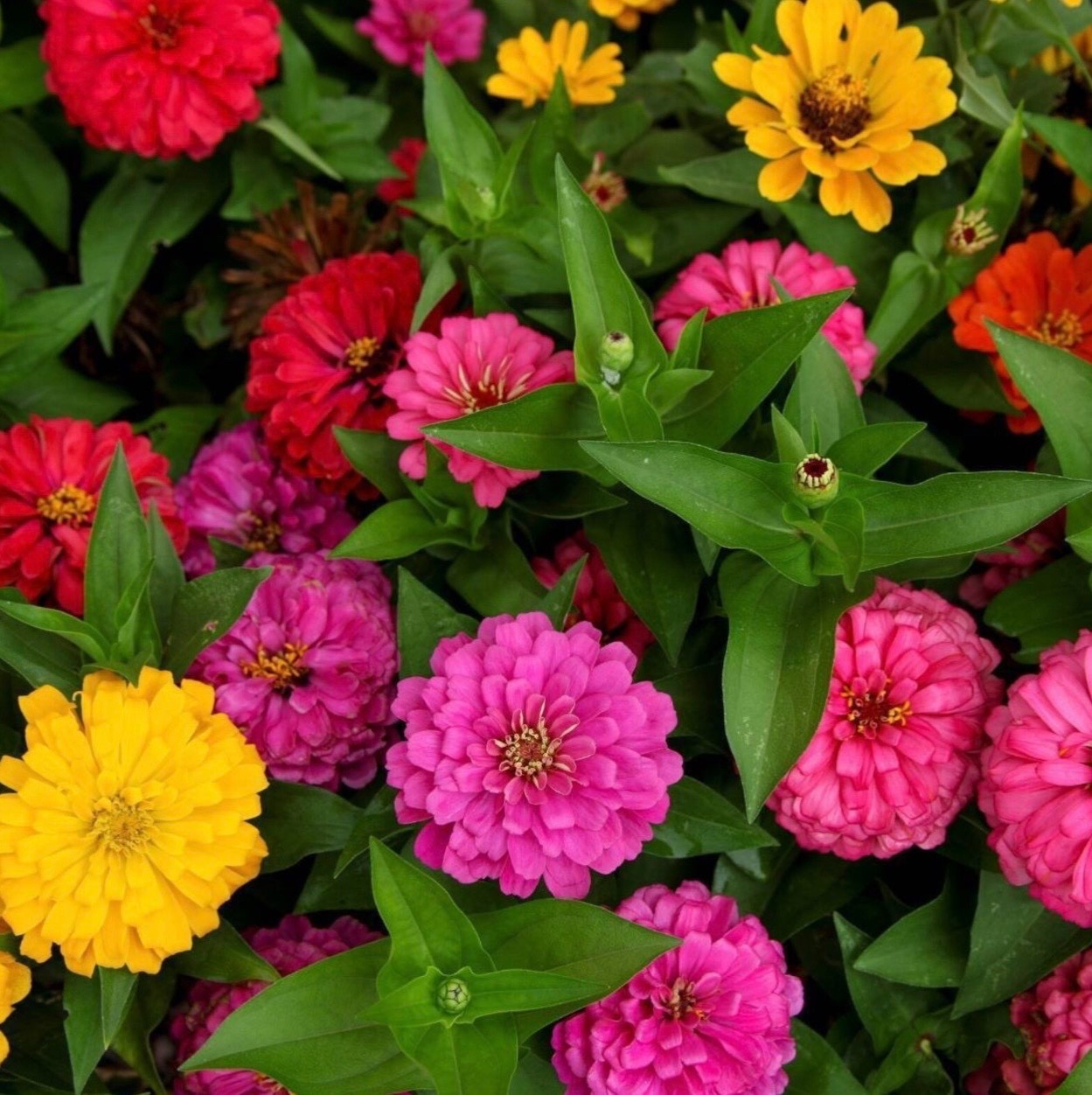 100 Fresh Zinnia Seeds, Lilliput Mix, Compact Semi-Dwarf – Double Pom Pom Blooms