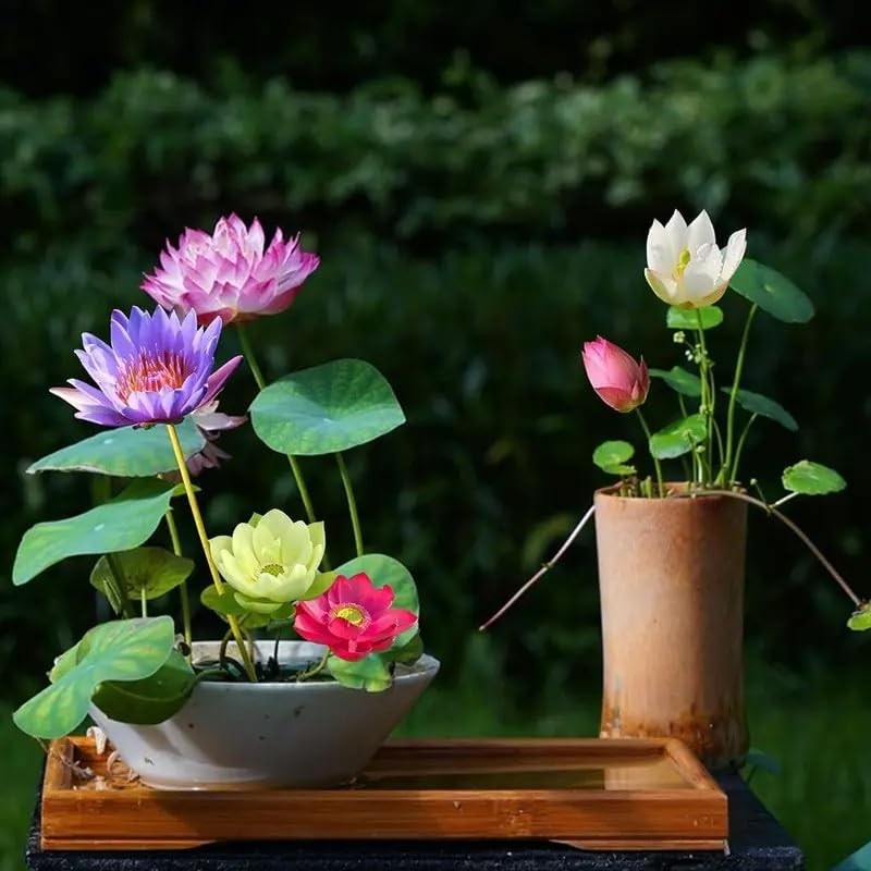 160pcs Mixed Color Bowl Lotus Seeds for Planting – Non-GMO Bonsai Lotus, Mix