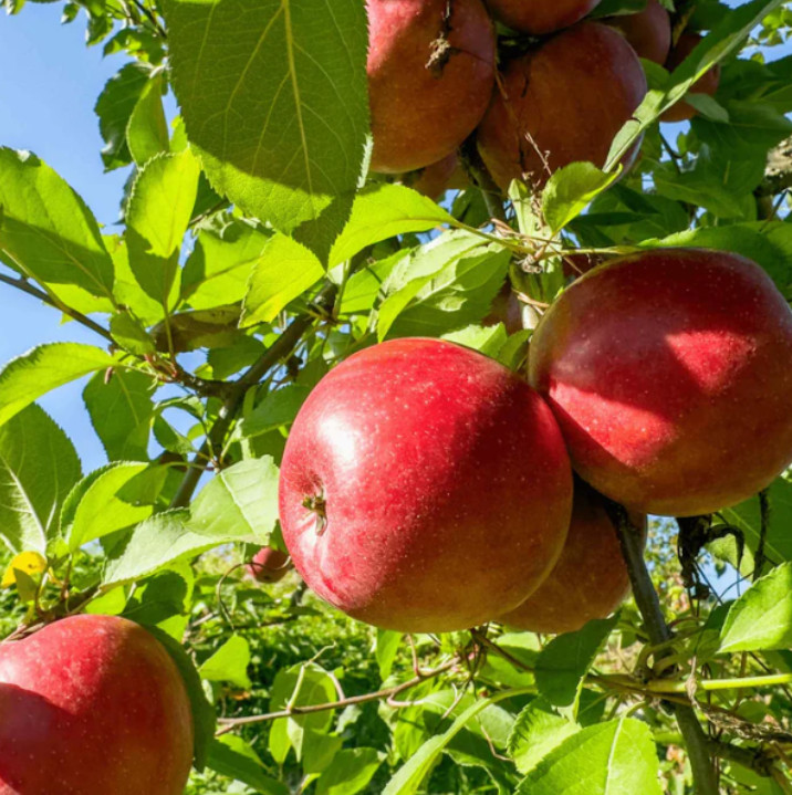 Fuji Apple Seedling Plant – 7-10″ Tall – Fruit Tree for Backyard Orchard, Garden