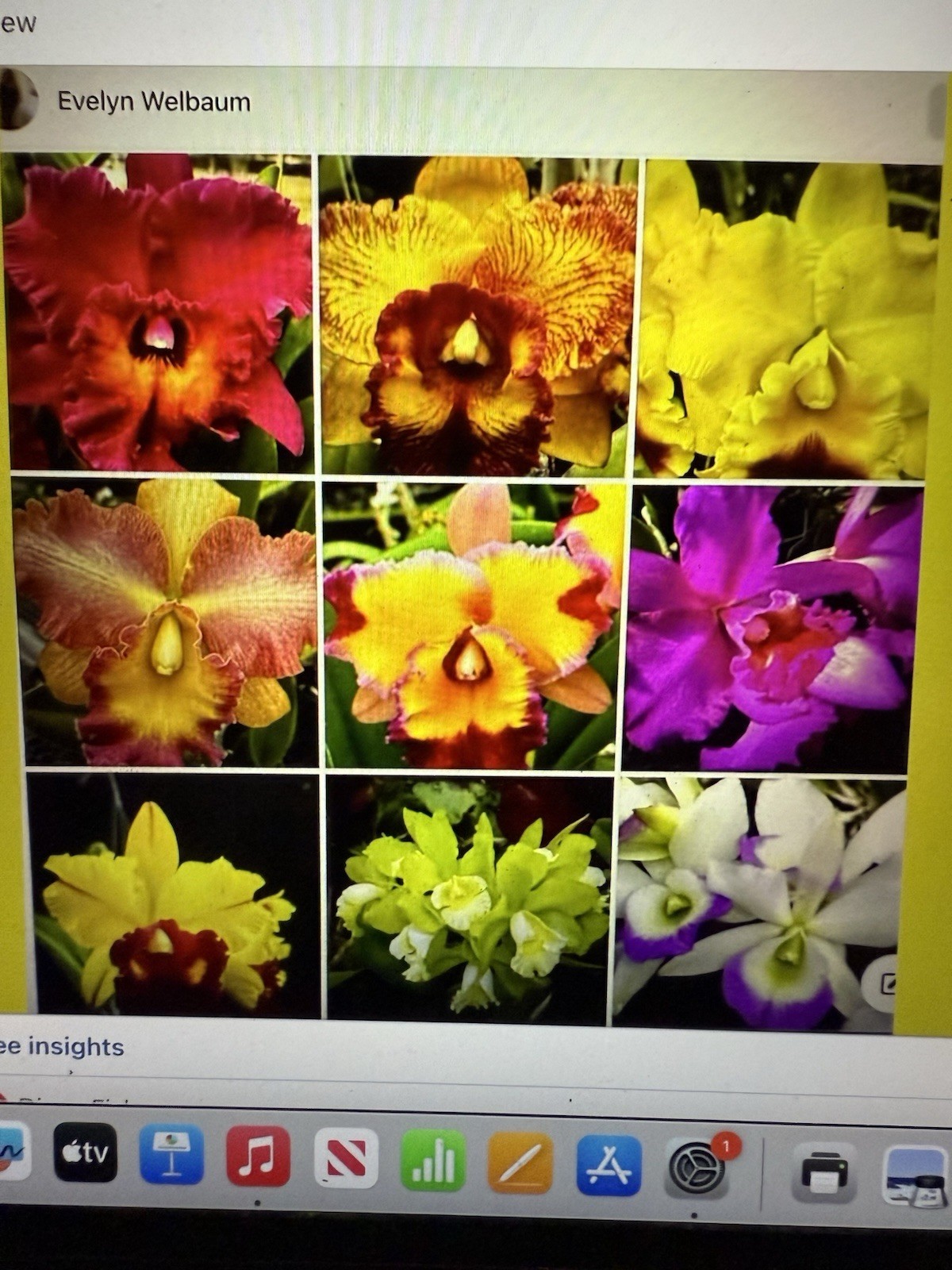 Orchid Plant Cattleya surprise 2 stems div not perfect no tag bare root plant