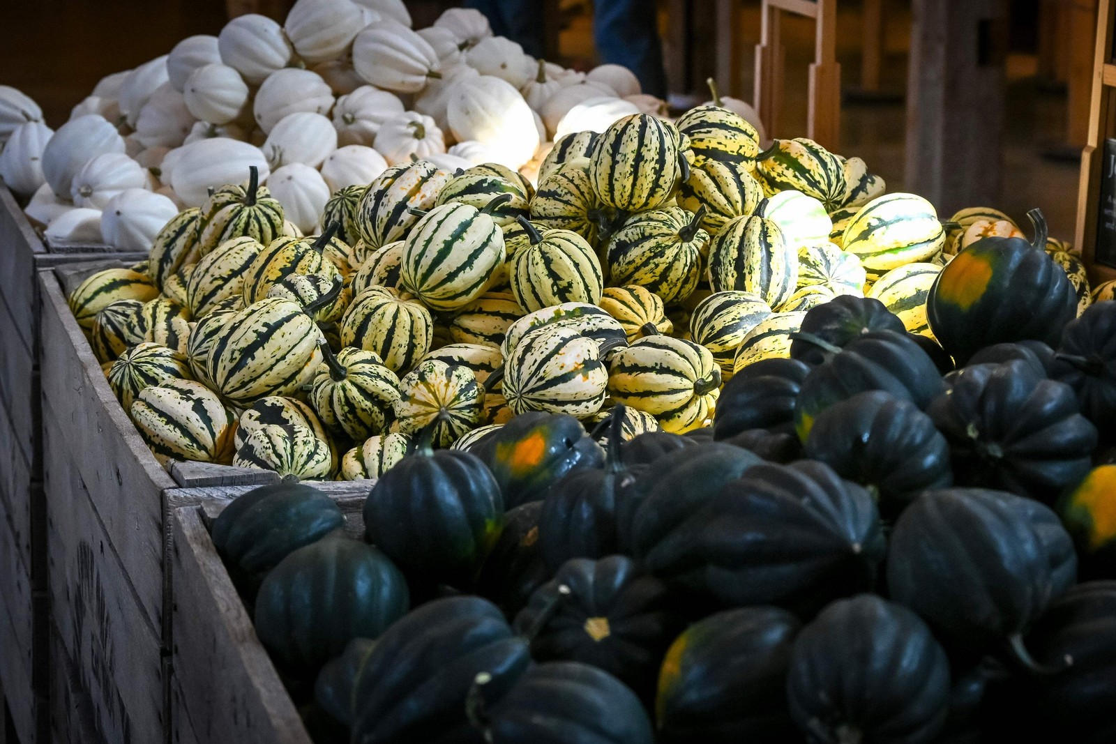15 HEART Of GOLD Acorn SQUASH Winter Cucurbita Pepo Vegetable Seeds