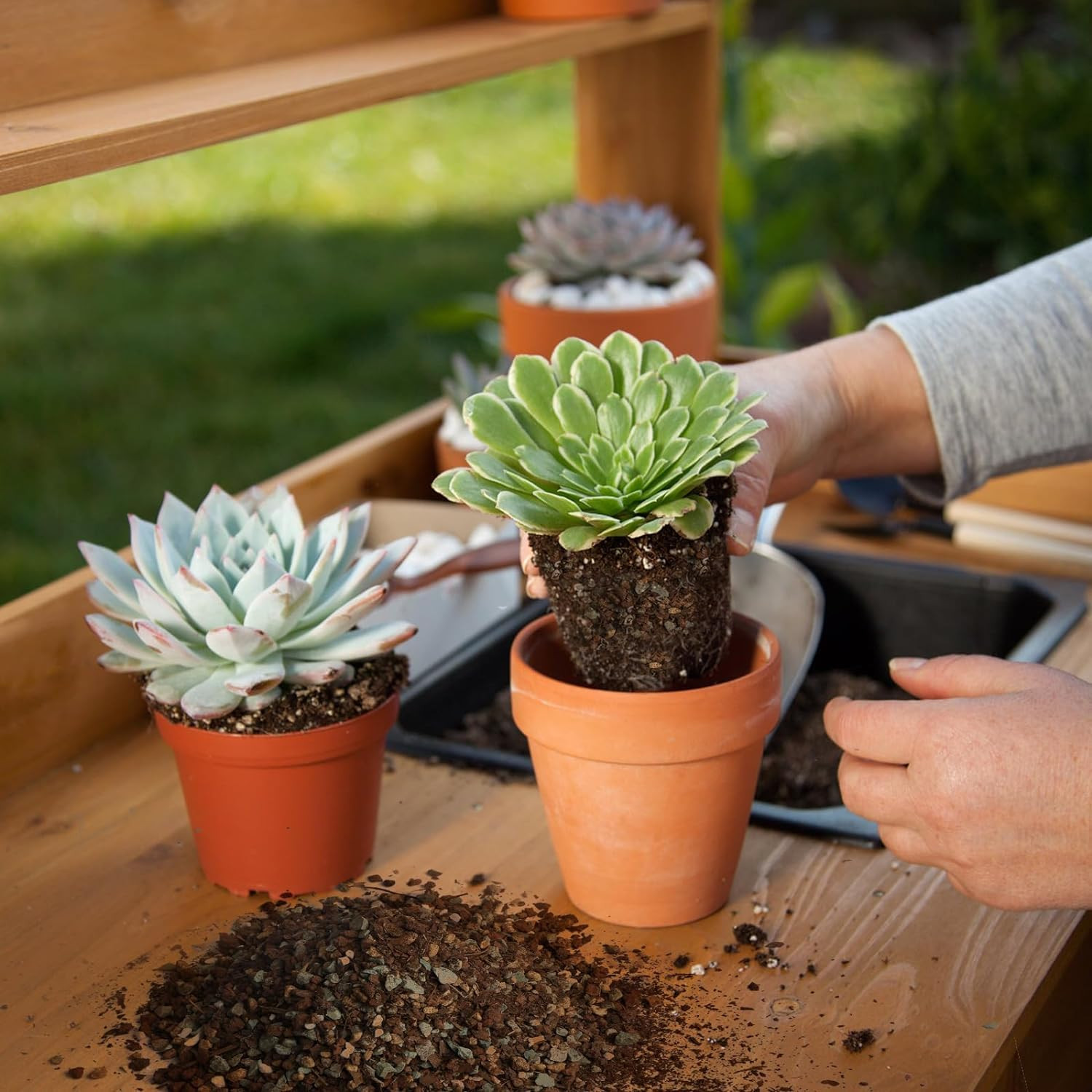 Succulent & Cactus Soil Potting Mix 2qt, Natural Organic Potting Mix for Cactus,