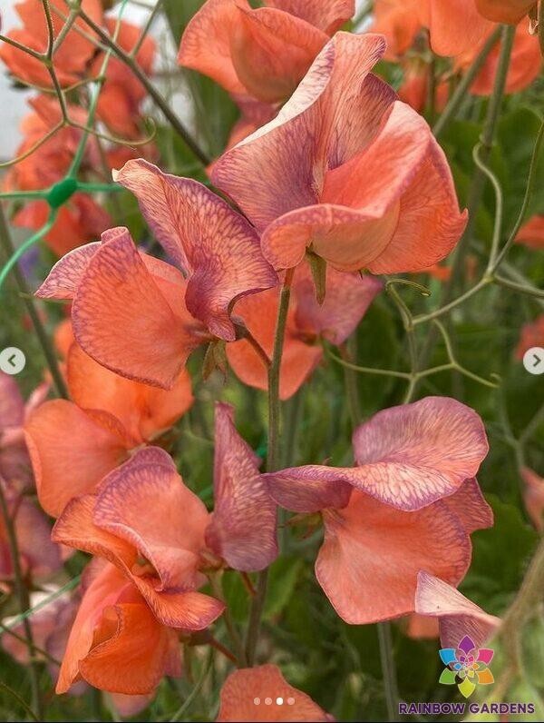 50+ Blue Vein Sweet Pea Seeds for Garden Planting – USA – FREE SHIPPING!
