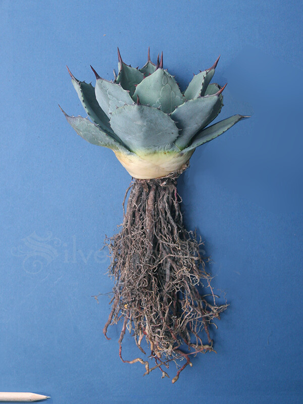 Agave parryi var. PARRYI 4-5″ GENUINE Round Artichoke Agave Live Plant Not Seeds