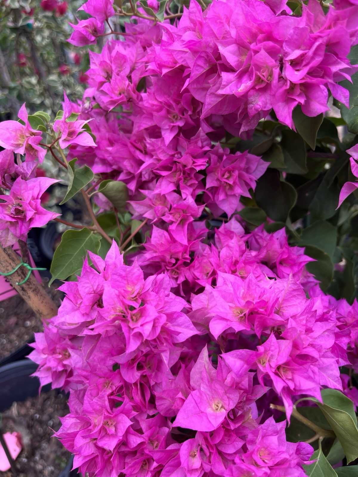 Doubld Petals Pink Bougainvillea 3 Gallon Pot 30 in Tall