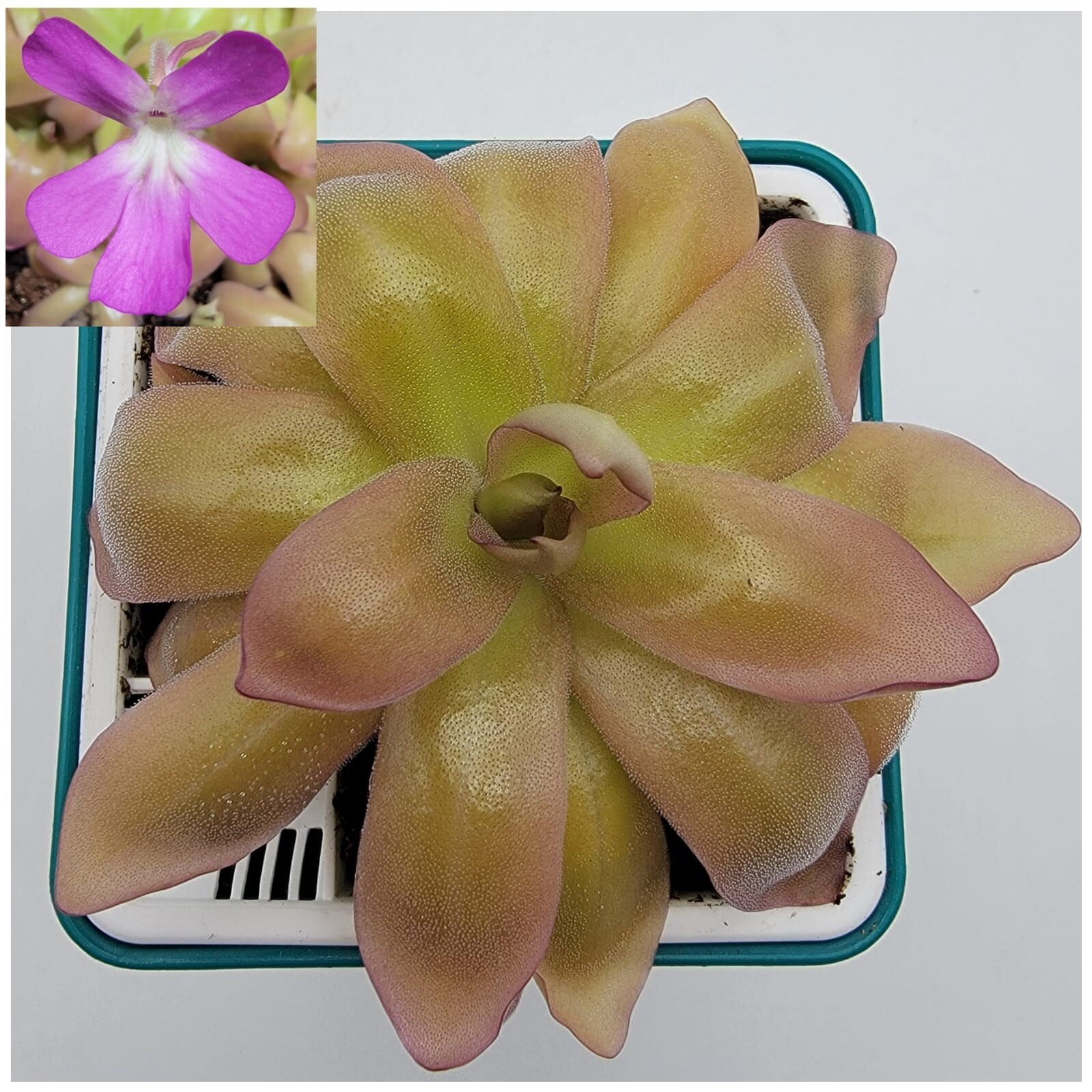 Pinguicula moranensis var. roseii (Butterworts) carnivorous plant