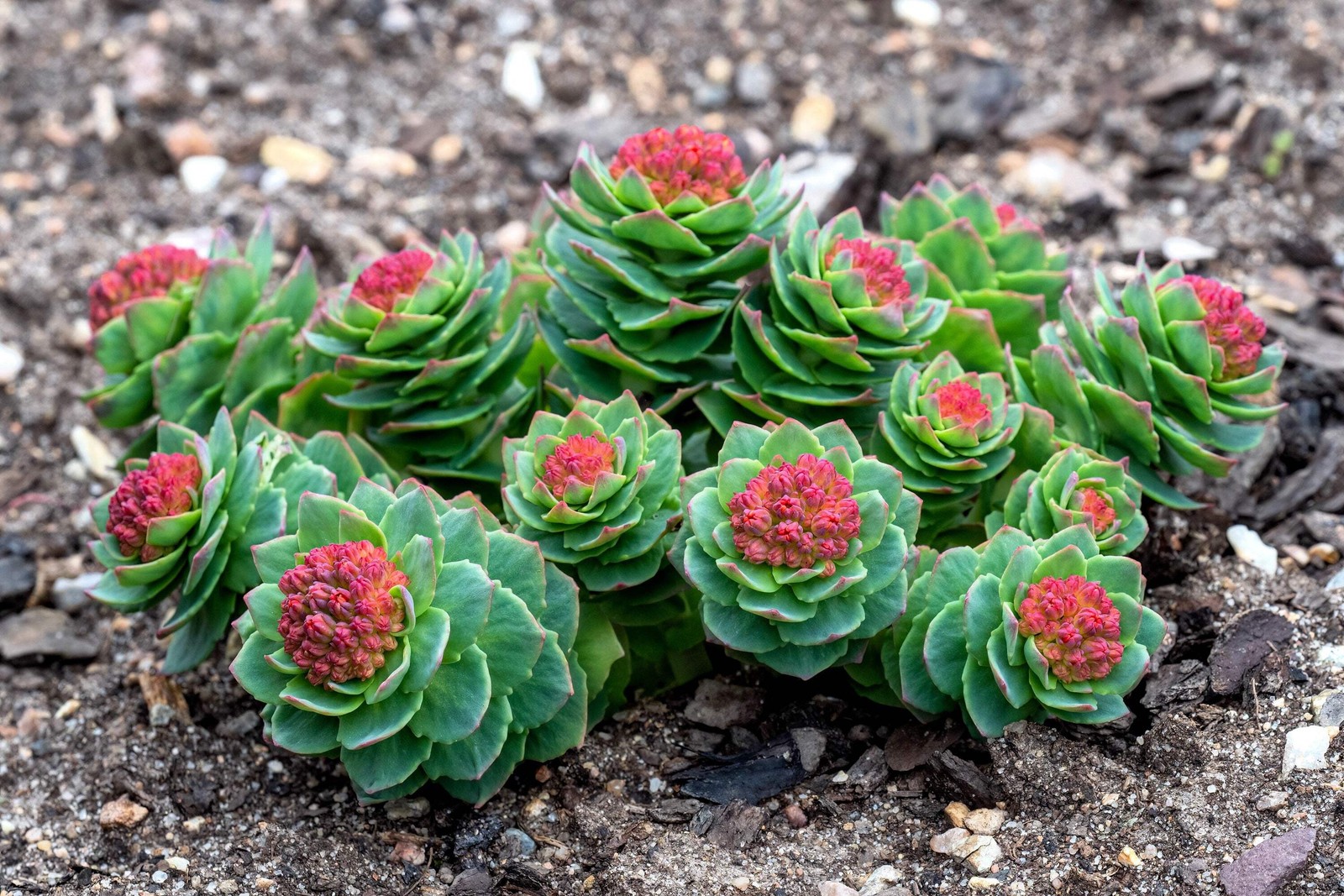 25 ROSEROOT STONECROP Golden Rose Root Sedum Rhodiola Rosea Yellow Flower Seeds