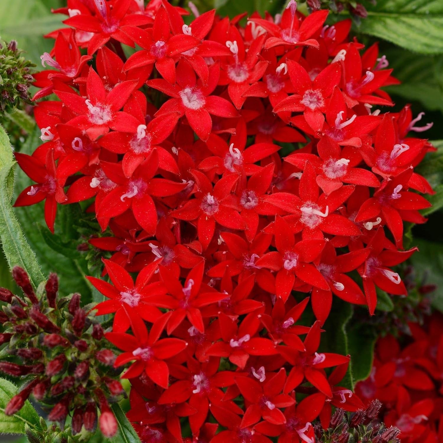 Pentas Lanceolata Seeds – 100+ High Germination Non-GMO Outdoor Flower Seeds