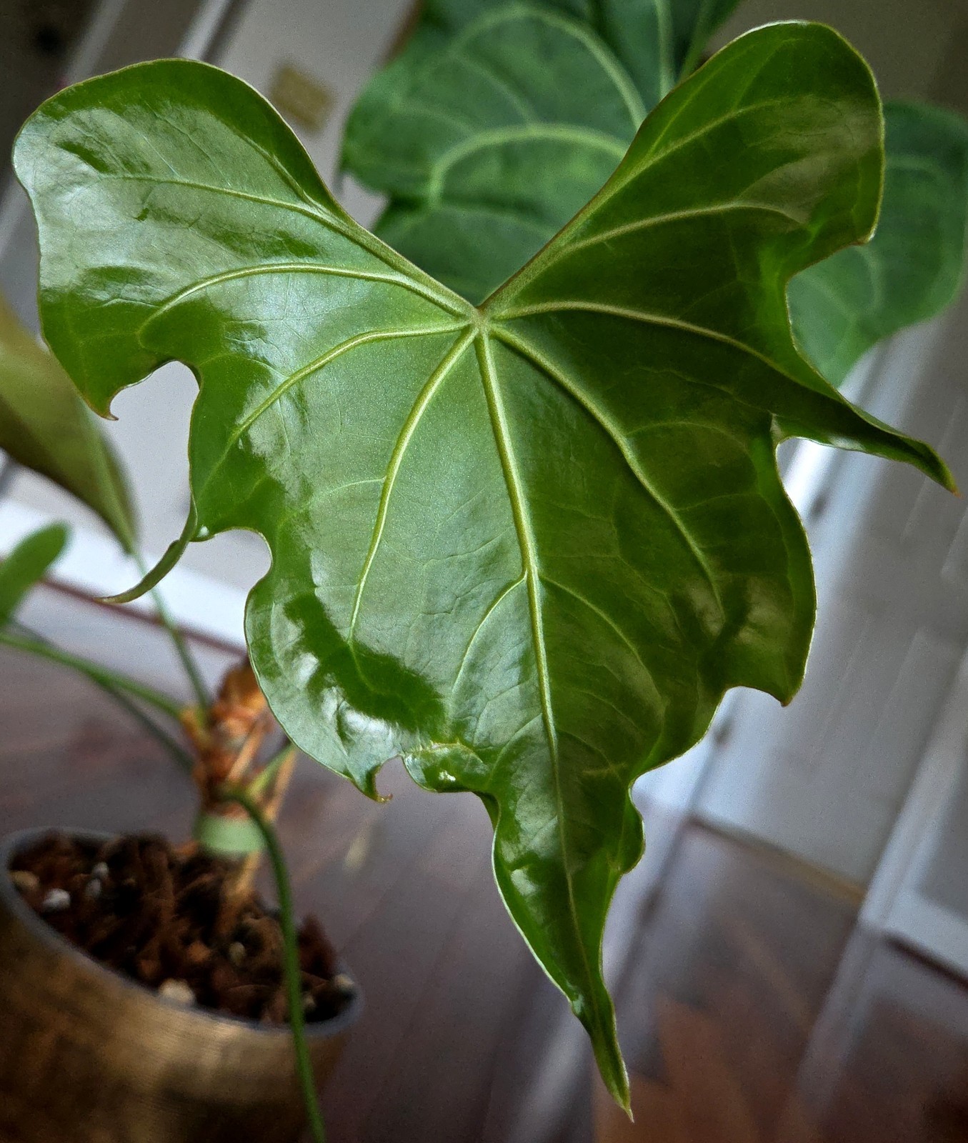 Rare XL Anthurium Pedatoradiatum X Clarinervium 24″ Tall Not Philodendron