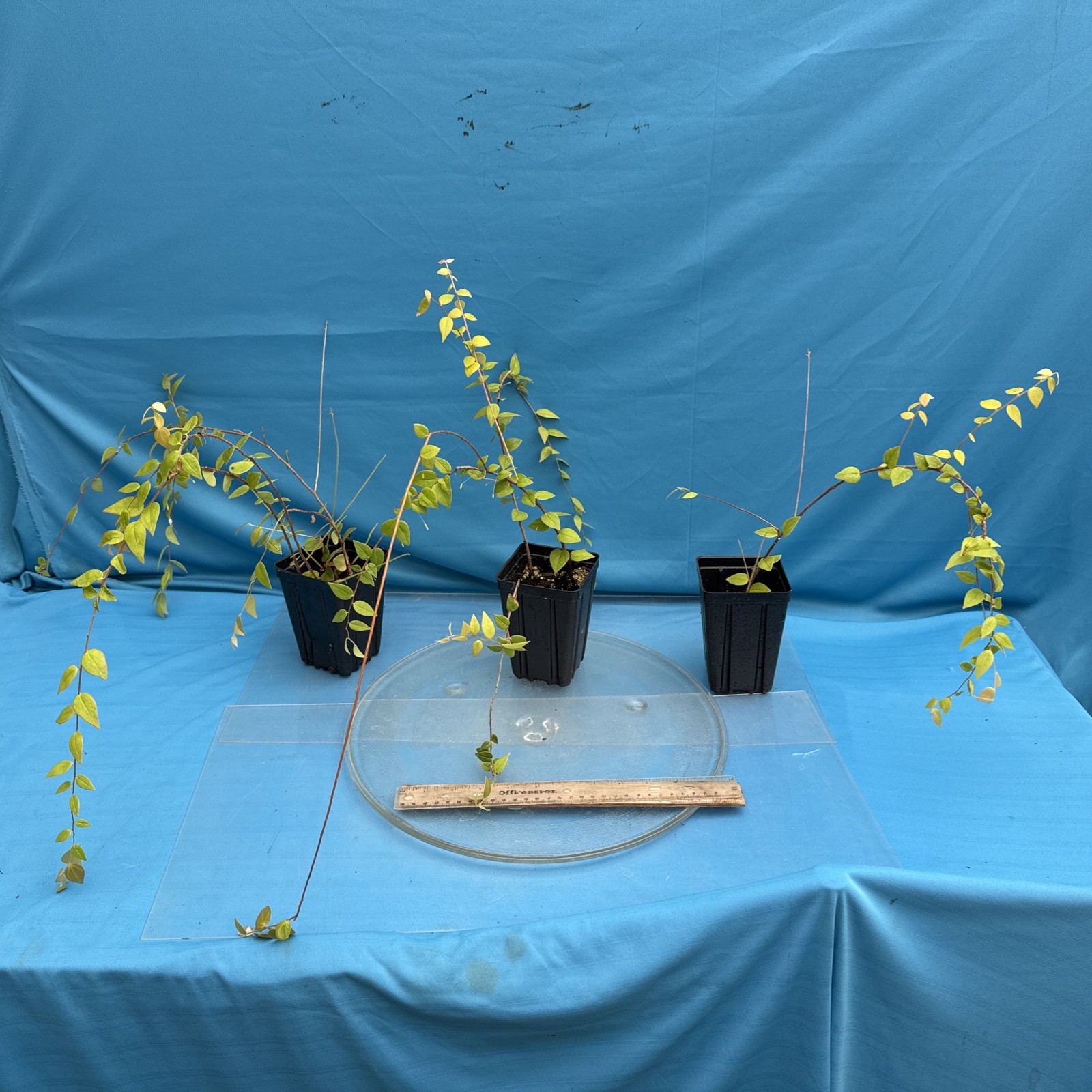 Sphyrospermum ellipticum Newly Established Large Neotropical Ericaceae 4.5” Pot