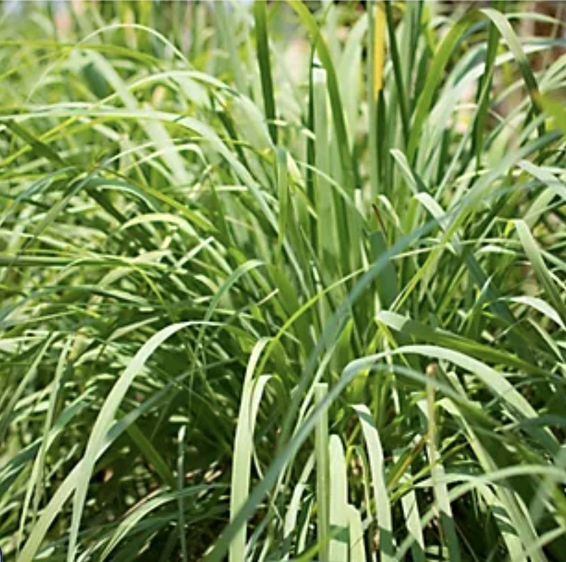 Lemon Grass Plant: Can Be Used In Tea, Cooked In Soup, Used In Asian Foods.
