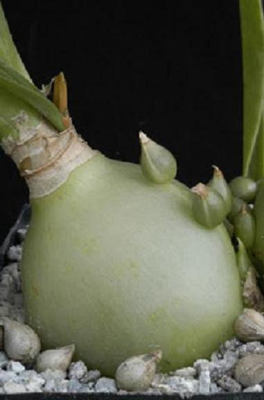 ONE SEEDLING Pregnant Onion ornithogalum caudatum rare succulent bulb False Sea
